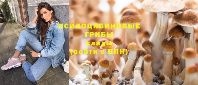 Псилоцибиновые грибы Cubensis  Курганинск 